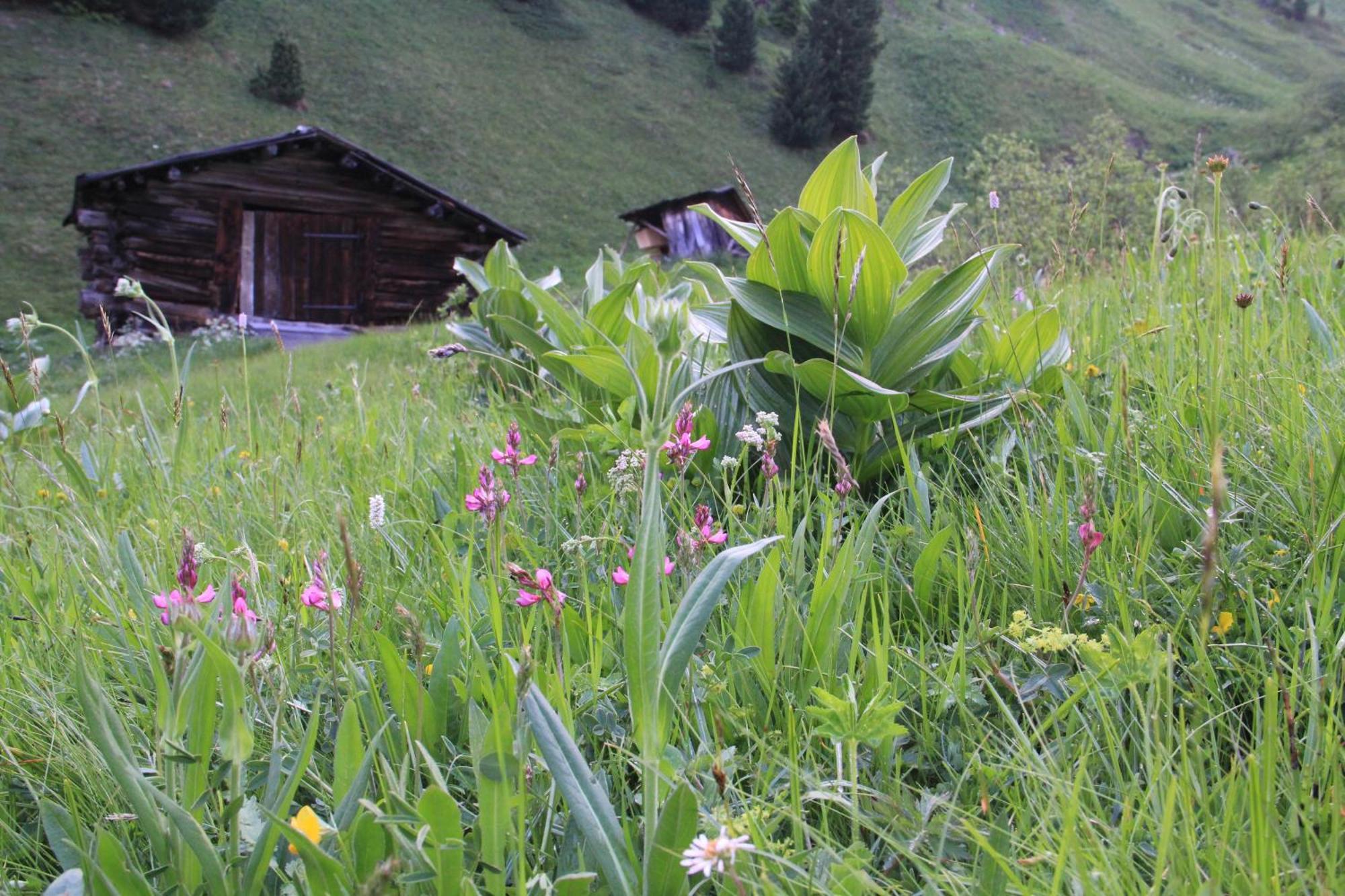 Pension Merisana Corvara In Badia Bagian luar foto